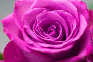 Purple rose close up