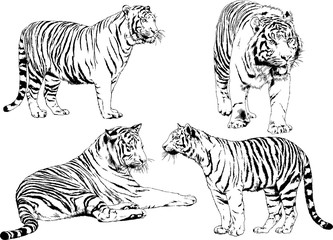 Fototapeta na wymiar set of vector drawings on the theme of predators tigers are drawn by hand with ink tattoo logos