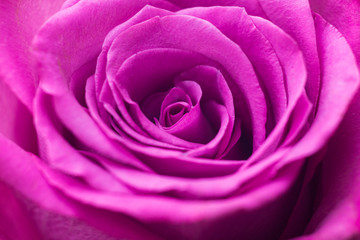 Fototapeta na wymiar Purple rose close up