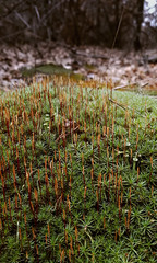 Ukrainian nature. Walk in the pine forest. Greenery and bonfire