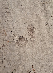 Ukrainian nature. Walk in the pine forest. Greenery and bonfire