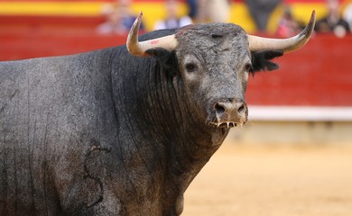 bull in the ring