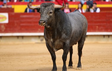 bull in the ring