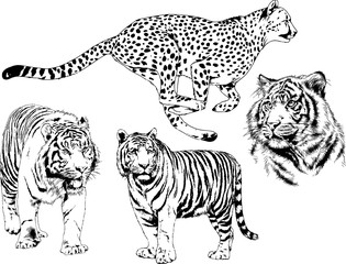 set of vector drawings on the theme of predators tigers are drawn by hand with ink tattoo logos