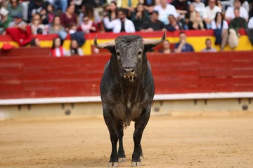 Foto auf Acrylglas bull in the ring © Antonio
