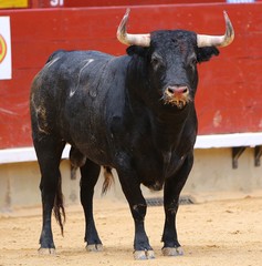 bull in the ring