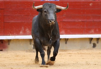 bull in the ring