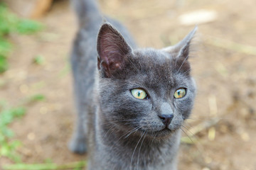 Funny short-haired domestic gray kitten sneaking through backyard background. British cat walking outdoors in garden on summer day. Pet care health and animals concept New lovely member of family