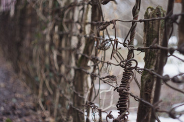 branches of a tree