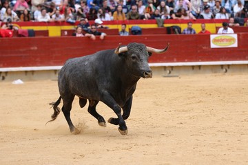 bull in the ring