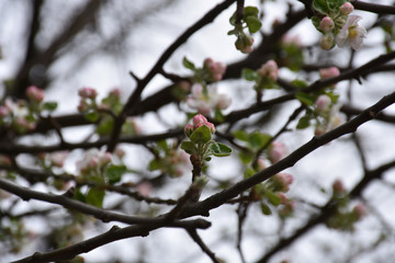 Fruit buds on thin twigs in spring.
