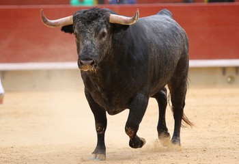 bull in the ring