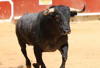 bull in the ring