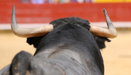 bull in the ring