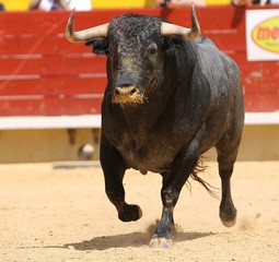 bull in the ring