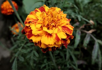 Marigold, red and orange flower in the garden