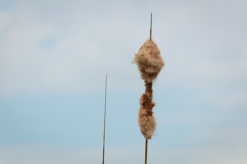 Typical plant of a lake