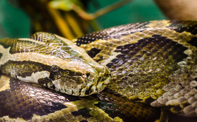 big snake anaconda close up