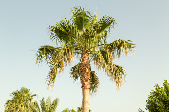 Palm tree closeup on a beautiful sunny day.
