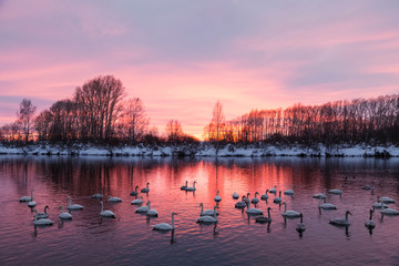 Sunset on the Svetloye lake, where wild whooper swans winter. Altai territory, Russia