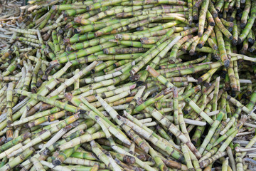 Green Sugarcane Branches. bamboo cuttings
