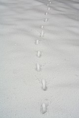 A trail of deer on the snow