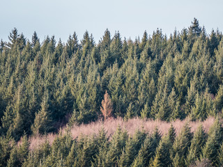 Wiederaufforstung im Mischwald