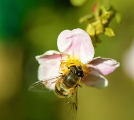 Hoverfly on a Potentilla flower.