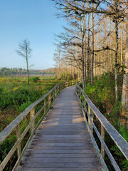 Fototapeta na wymiar Boardwalk in Audobon Corkscrew Swamp Sanctuary, Florida Everglades Ecosystem - Nature Walking Trail, Protected Forest Swamp Ecosystem