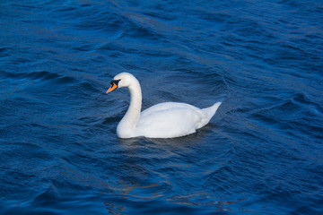 Swan swimming on a lake