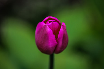 Fototapeta na wymiar Tulip in Spring