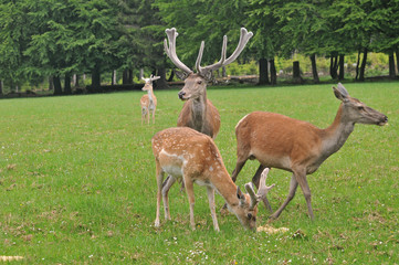 Three deer feeding on grass near forest