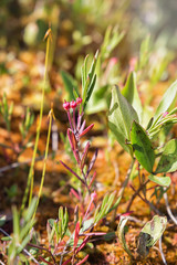 Podbel (Latin Andromeda) grows in a swamp. Russia. North Karelia