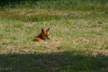 Red fox, Vulpes vulpes, in the meadow, wildife, Germany