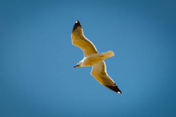   Seagull.