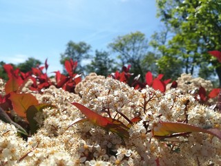 Petite nature : Photinia serrulata  Lindl. 