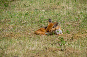 Red fox, Vulpes vulpes, in the meadow, wildife, Germany