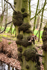Green tree trunk in forest