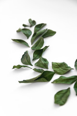 dry green leaves on a white background