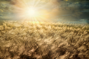 Wheat field, cloudy landscape at sunset. Beatiful agricultural field at dusk  - 323771135