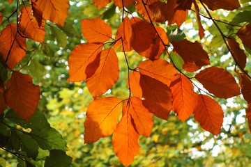 Colourful Autumn Leaves.