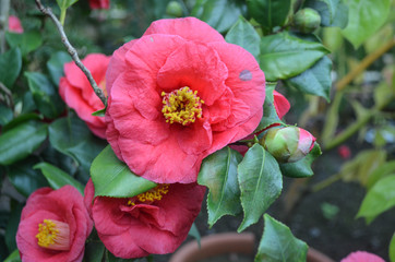 *pinke gro&szlig;e exotische Bl&uuml;te*