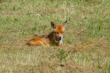 Red fox, Vulpes vulpes, in the meadow, wildife, Germany