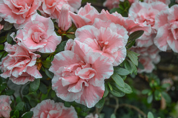 *rosa weiße Blüten am Busch*