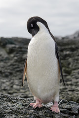 Naklejka premium Adelie penguin standing on beach in Antarctica