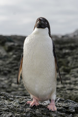 Adelie penguin standing on beach in Antarctica