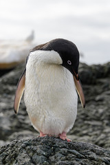 Naklejka premium Adelie penguin standing on beach in Antarctica