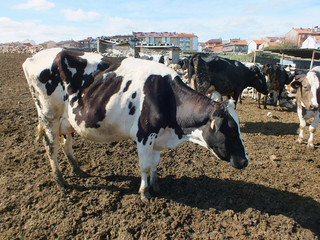 Vacas lecheras