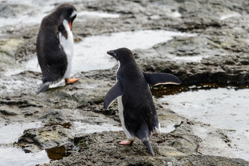 Naklejka premium Adelie penguin standing on beach in Antarctica