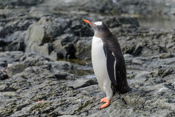 Fototapeta premium Gentoo penguin going on beach in Antarctica
